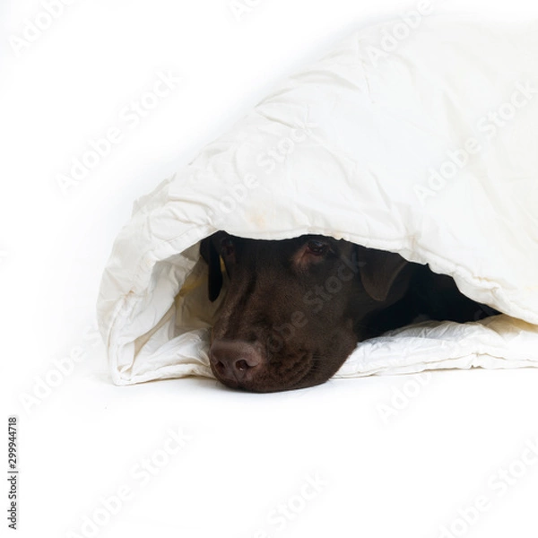 Obraz Labrador in white blanket