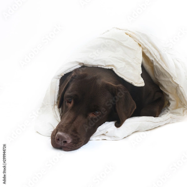 Obraz dog on white background