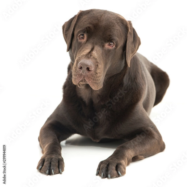 Obraz Broun labrador dog isolated on white