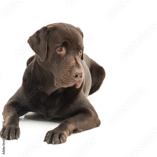 Obraz Broun labrador dog isolated on white