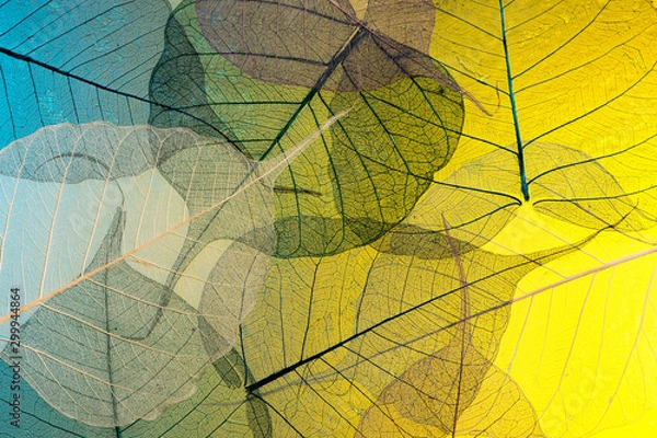 Obraz Skeleton leaf abstract