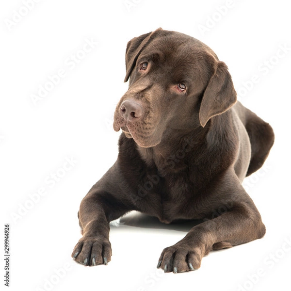 Obraz Broun labrador dog isolated on white