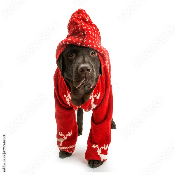 Obraz Labrador in red sweater