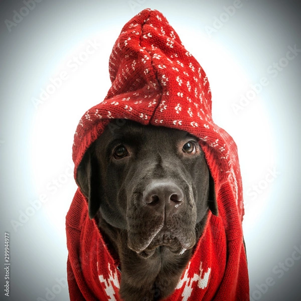 Obraz Labrador in red sweater