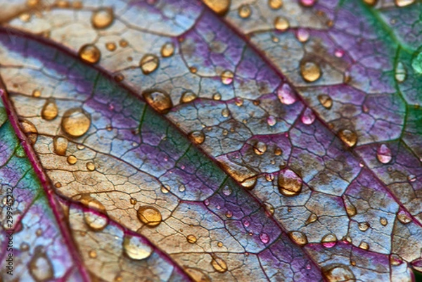 Obraz Autumn grape leaf with water drops