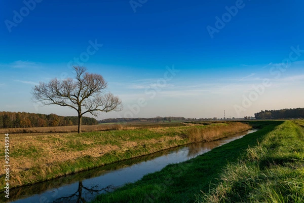 Obraz Lonely tree on the field