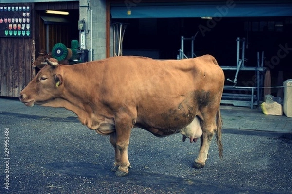 Fototapeta Limpurg Cow, German bred, cattle in zoo enclosure as seen in camera phone
