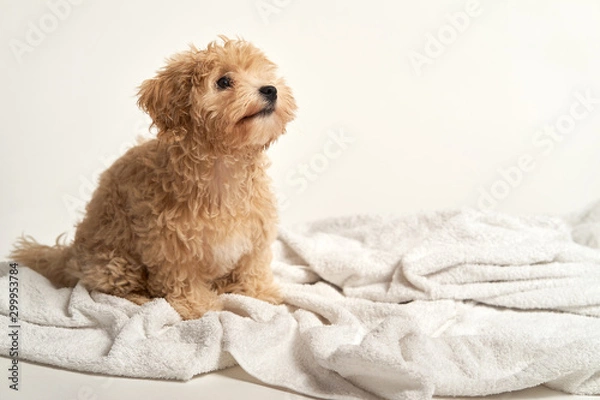Obraz puppy playing on a towel after bathing on a white background