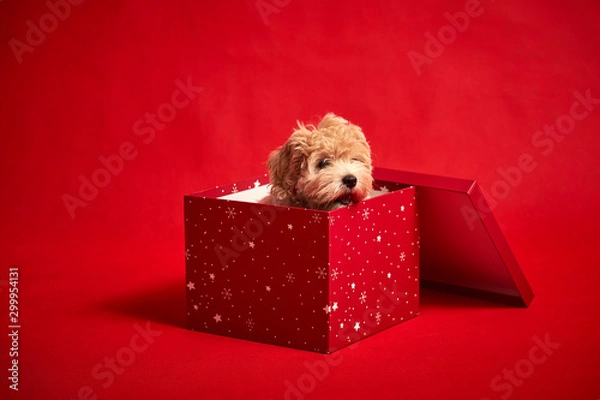 Obraz little cute puppy sits in a gift box on red background