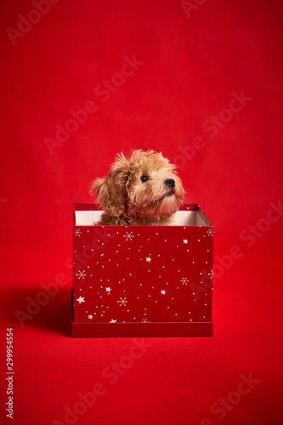Obraz little cute puppy sits in a gift box on red background
