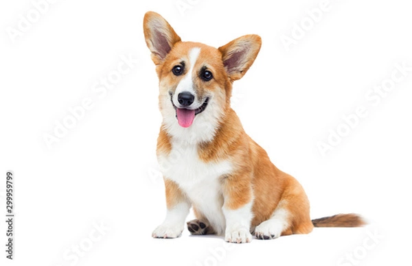 Obraz welsh corgi puppy looks up on an isolated background