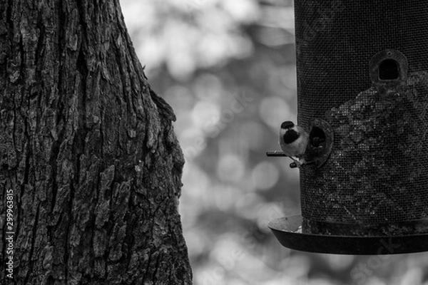 Fototapeta Bird getting some food from feeder