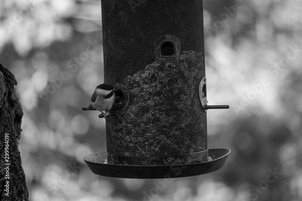 Obraz Bird getting some food from feeder