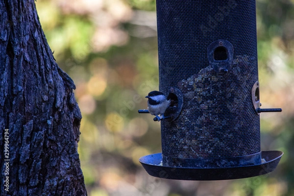 Obraz Bird on a feed in Missouri