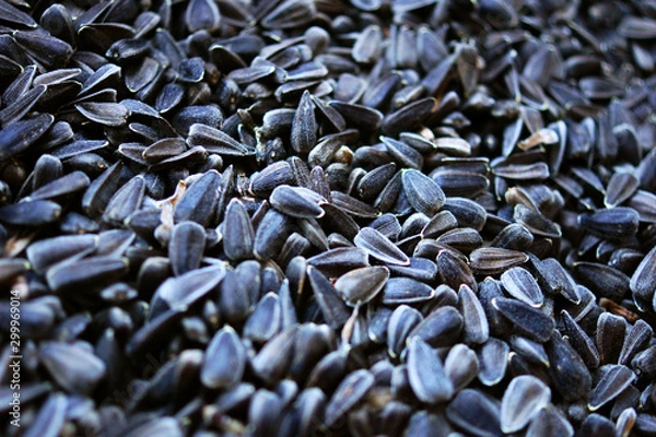 Obraz sunflower seeds background