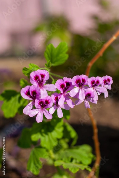 Obraz pink flowers in garden