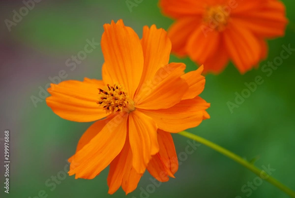 Obraz flower in garden