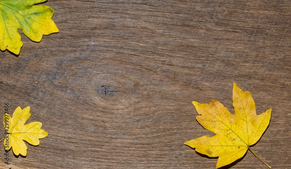 Obraz Maple leaf, oak grain