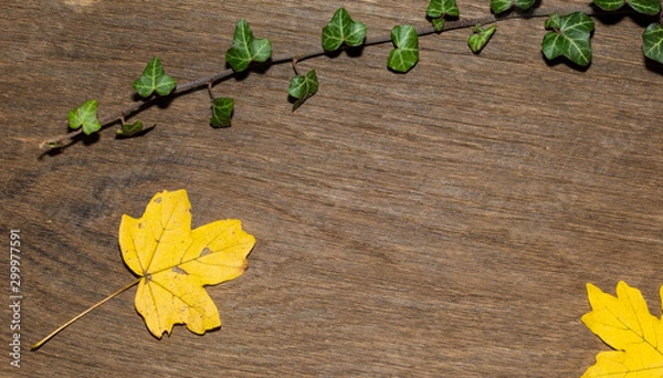 Obraz Maple leaf, oak grain