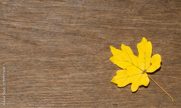 Obraz Maple leaf, oak grain