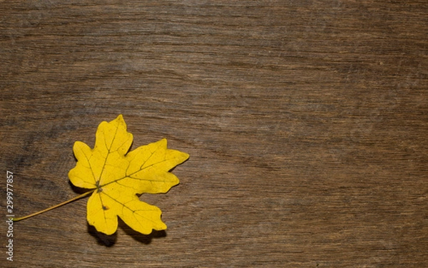 Obraz Maple leaf, oak grain
