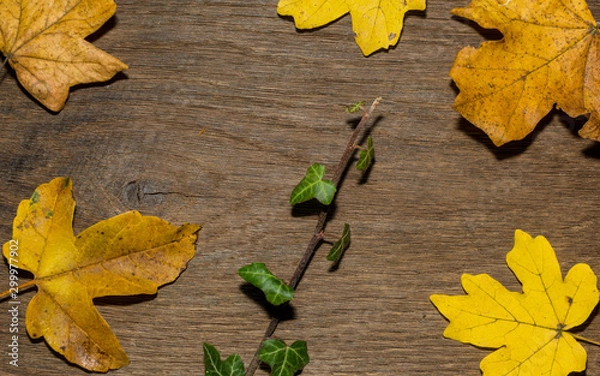 Obraz Maple leaf, oak grain