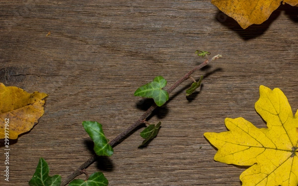 Obraz Maple leaf, oak grain