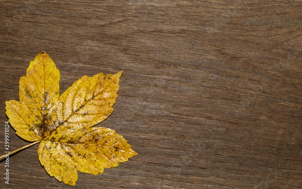 Obraz Maple leaf, oak grain