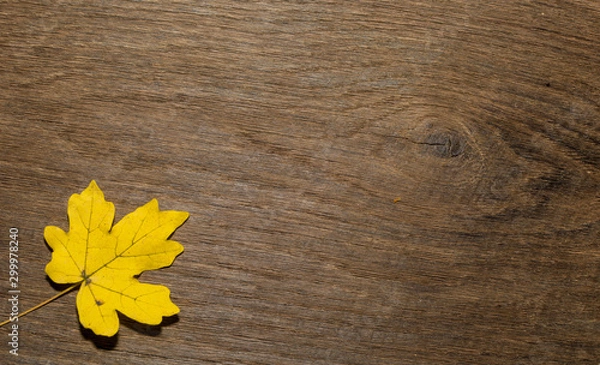 Obraz Maple leaf, oak grain