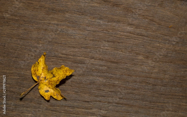 Obraz Maple leaf, oak grain