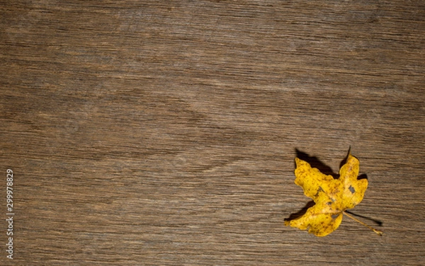 Obraz Maple leaf, oak grain