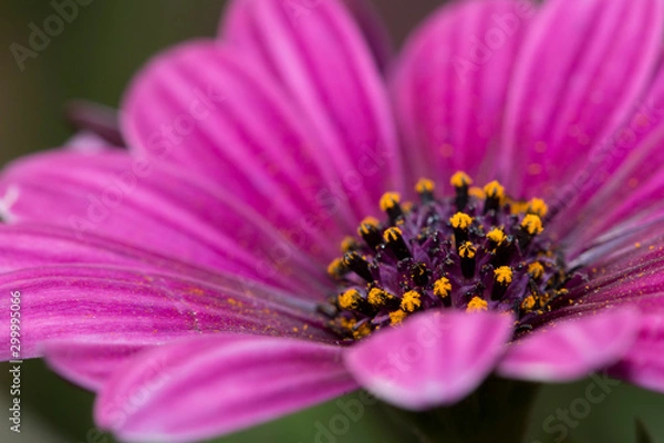 Obraz bee on a flower