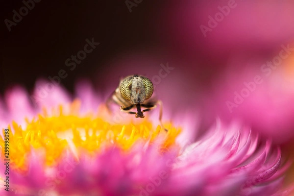 Obraz bee on a flower