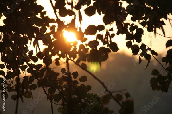 Obraz tree in the sunset