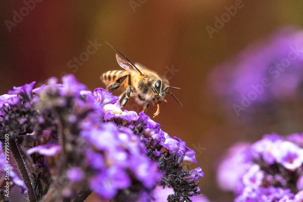 Obraz bee on a flower