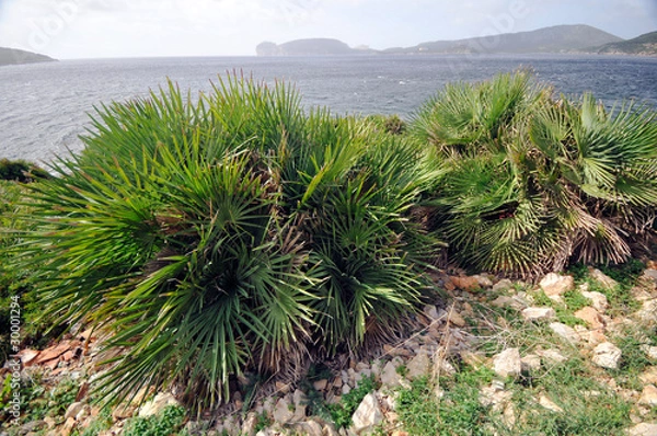 Fototapeta Dwarf palm - palmetto - (chamaerops humilis) Alghero