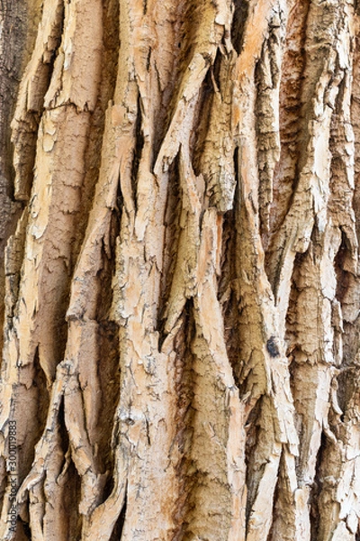 Obraz bark of a tree