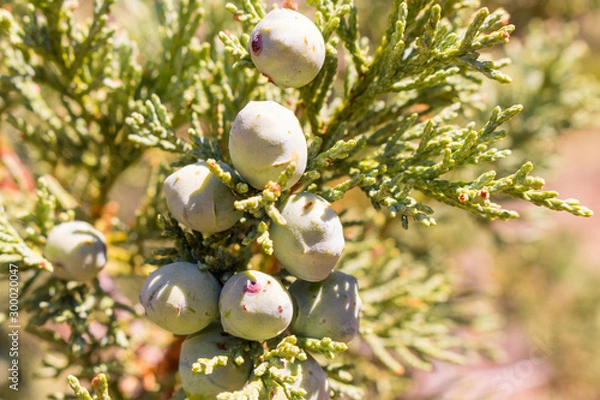 Obraz christmas tree