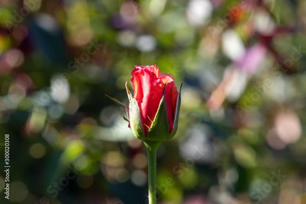 Obraz Close-up red rose bud
