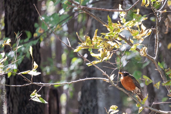 Obraz bird on a branch
