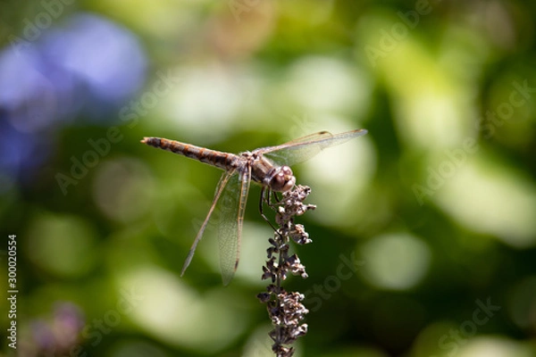 Obraz dragonfly on branch