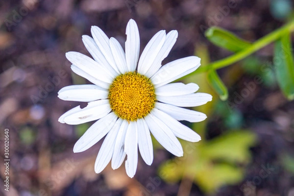 Obraz white daisy flower