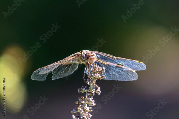 Obraz dragonfly on leaf
