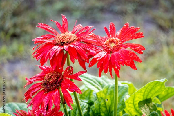 Obraz Red Gerbera Flowers