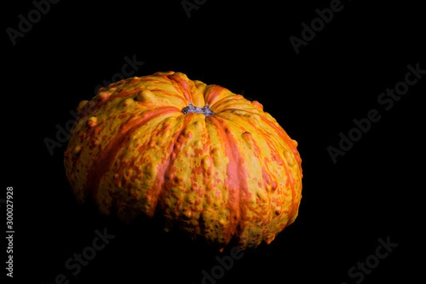Obraz pumpkin on black background