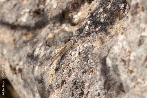 Obraz オツネントンボ