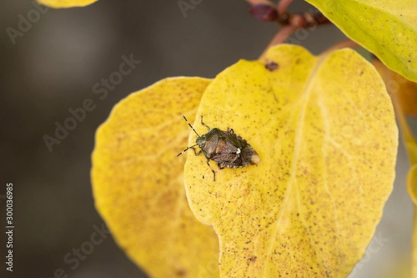 Obraz スコットカメムシ