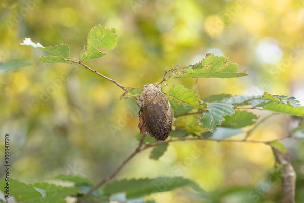 Obraz クスサンの繭（まゆ）