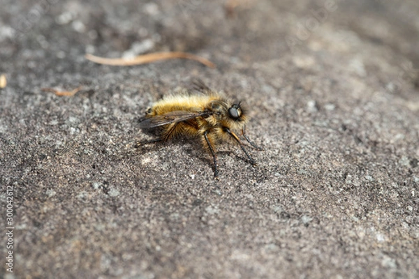 Obraz ハタケヤマヒゲボソムシヒキ