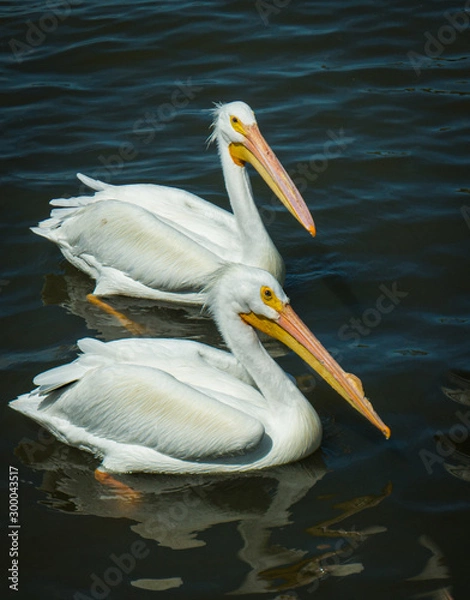 Obraz Two Pelicans